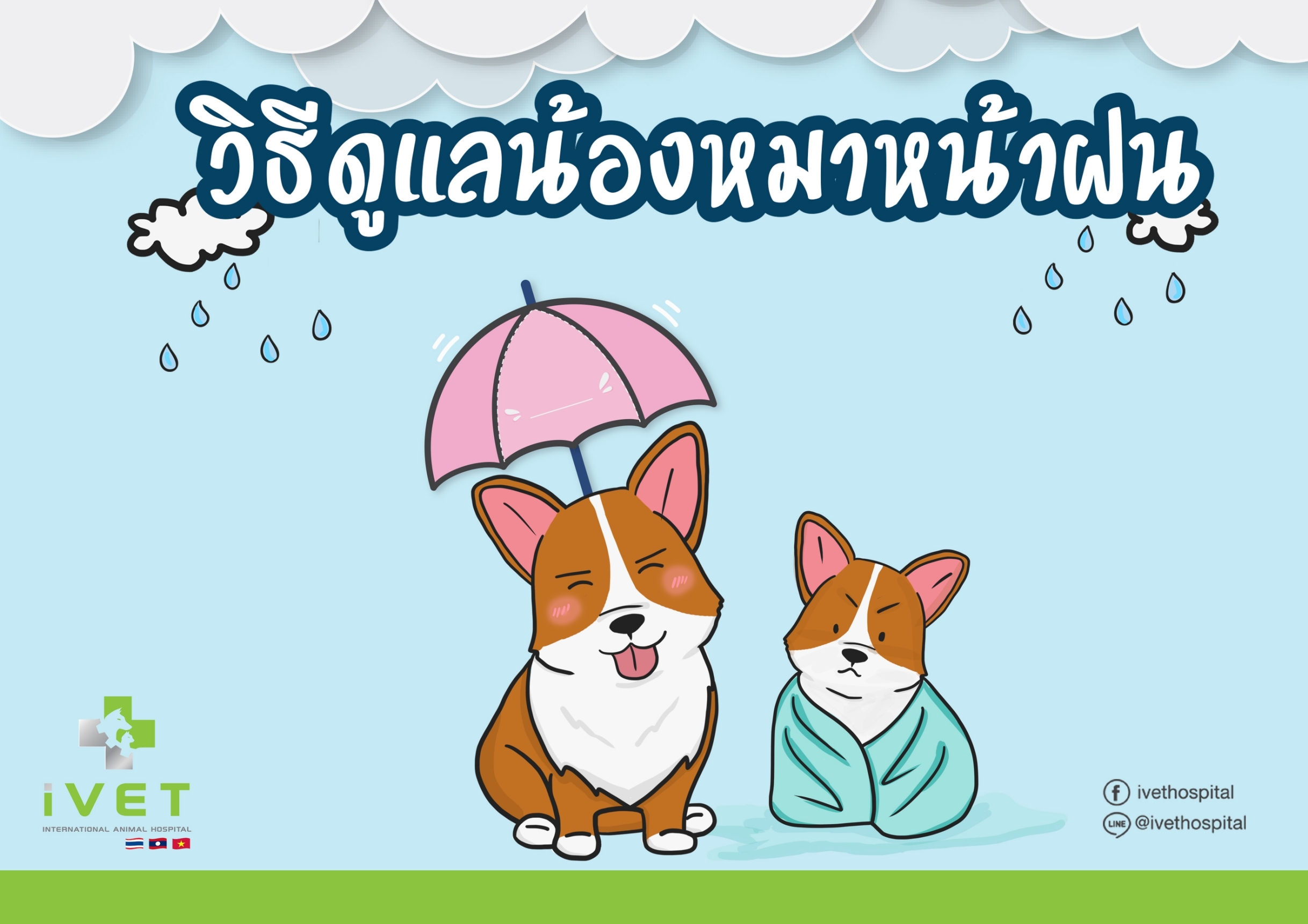 วิธีดูแลน้องหมาหน้าฝน ไม่ให้ป่วยง่าย